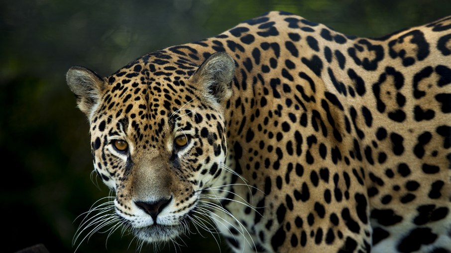 Onça-pintada na Natureza