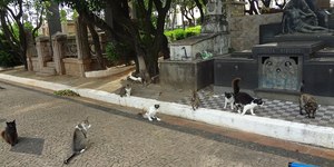 Justiça manda Piracicaba fornecer ração para gatos do cemitério