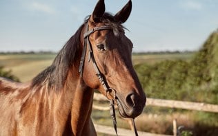 Ração contaminada mata 245 cavalos em quatro estados