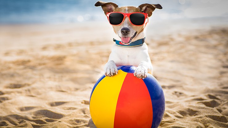 Pet na praia? Veja cuidados para proteger a saúde dos cães