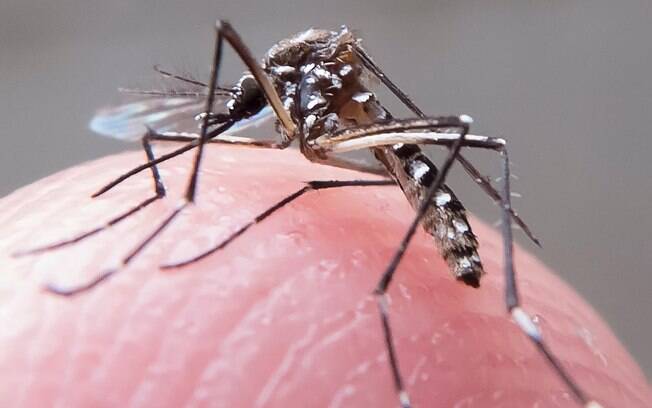 Objetivo da Microsoft é usar inteligência artificial conta o Aedes Aegypti