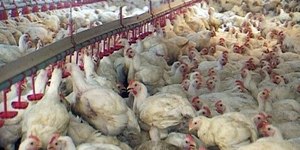 Depois da China, União Europeia também suspende compra de carne de frango do Brasil