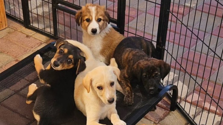 Pets são abandonados em Dubai durante conflito no Oriente Médio