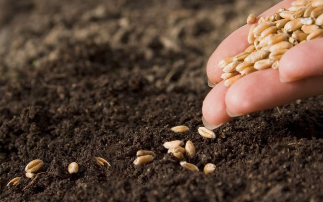 Não erre mais! Veja 3 dicas de como plantar sementes com sucesso