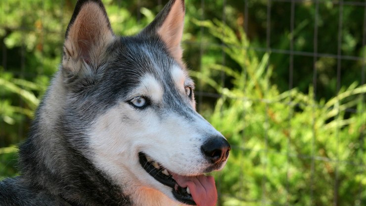 7 raças de cães que vivem nos lugares mais frios do mundo