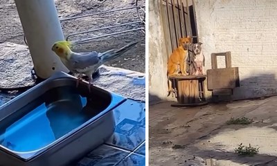 Cachorros ficam acuados após encontro inesperado com calopsitas