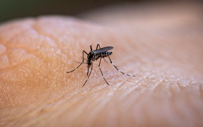 Como evitar o mosquito da dengue em casa? Confira os cuidados básicos!