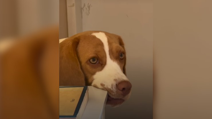 Beagle é flagrada aprontando e tem reação inusitada à bronca