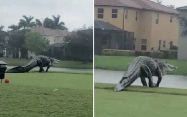 O animal foi flagrado andando por um campo de golpe na Flórida