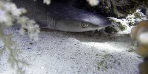 Quase 30 tubarões aparecem mortos “do nada” em praia nos EUA