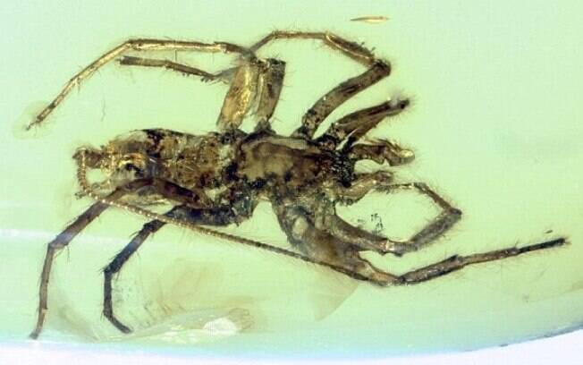 Descoberta teve um ancestral em comum com a aranha e se iguala a um membro mais primitivoas: o mesotheles