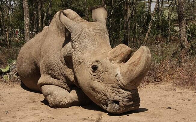 Rinoceronte-branco do norte, Sudan, faleceu no mês de março aos 45 anos;apenas duas fêmeas da espécie estão vivas