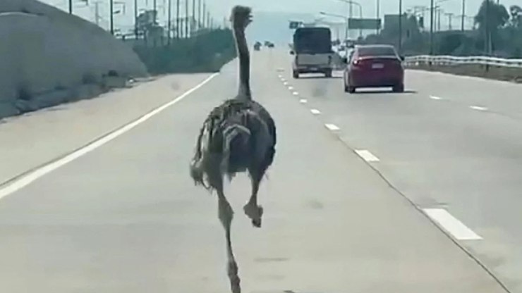 VÍDEO: avestruz de estimação foge e corre em rodovia movimentada
