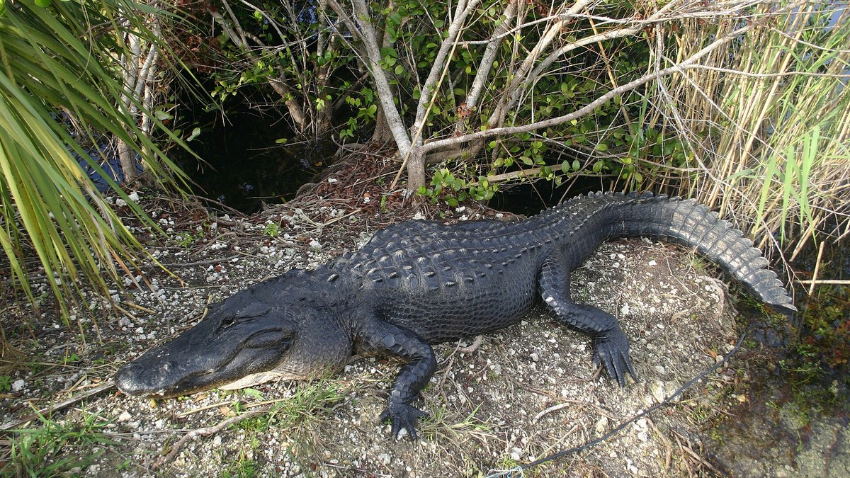 Jacaré-americano ou alligator Jacaré-americano ou alligator