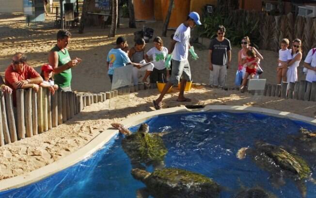 Dentre as opções de o que fazer na Praia do Forte, é possível ver de perto os cuidados que o Projeto Tamar dá às tartarugas