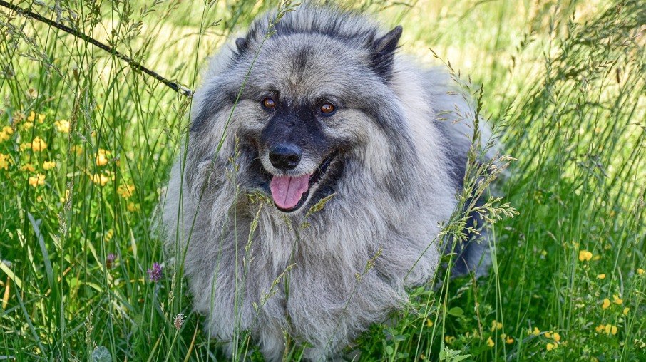 A única cor aceita para essa raça é a cor de lobo (cinza/chumbo e branco/creme), em tons mais claros ou mais escuros