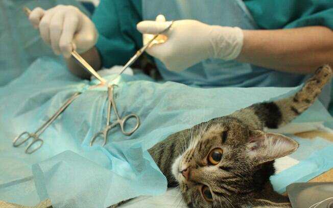 A castração em gatos é importante para diminuir o índice de abandono e garantir a saúde do animal