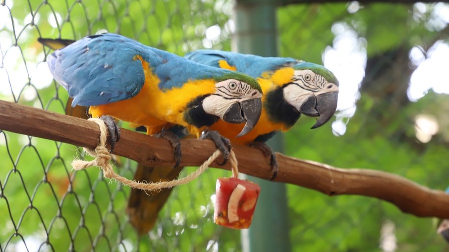 Sorvetes naturais pendurados em fios de juta permitem o enriquecimento ambiental da espécie