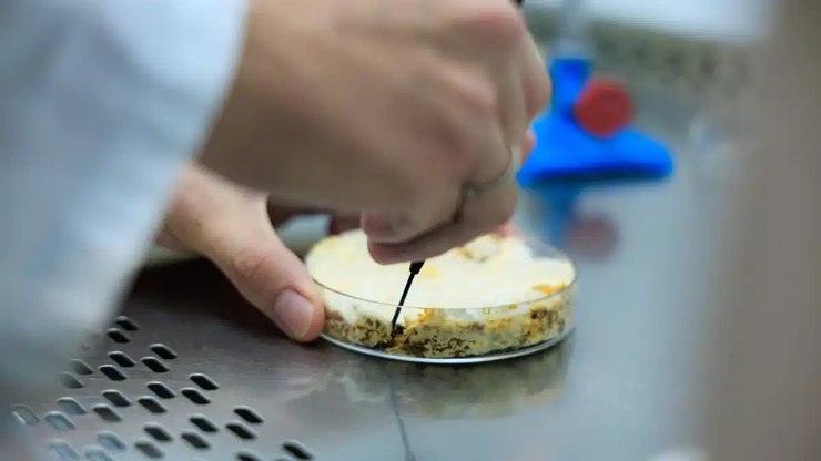 Unicamp usa fungos para criar novo ingrediente alimentar; entenda