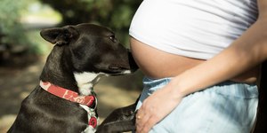 8 dicas para preparar seu cachorro para a chegada de um bebê