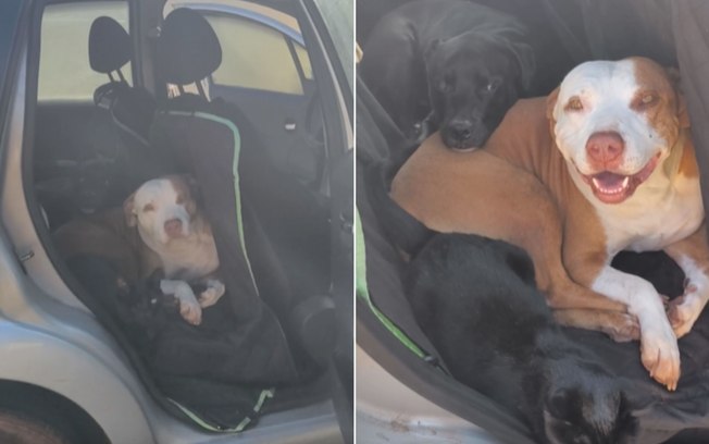 Pets invadem carro e exigem passeio em família Dv8xp1iqn7g9oajmsq0cuacbf