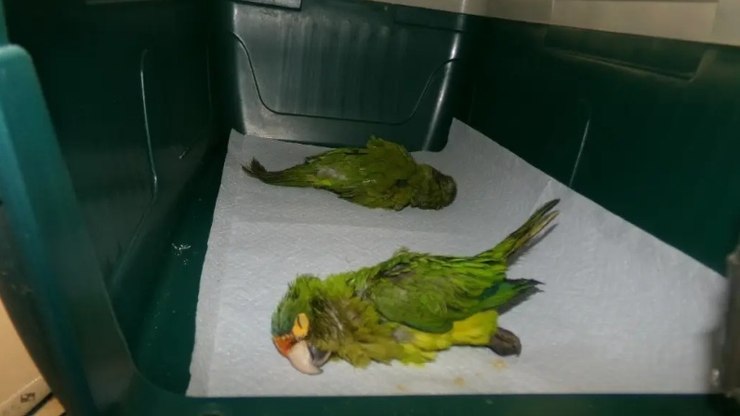 Homem%20leva%20periquitos%20sedados%20em%20roupas%20%C3%ADntimas%20para%20fronteira