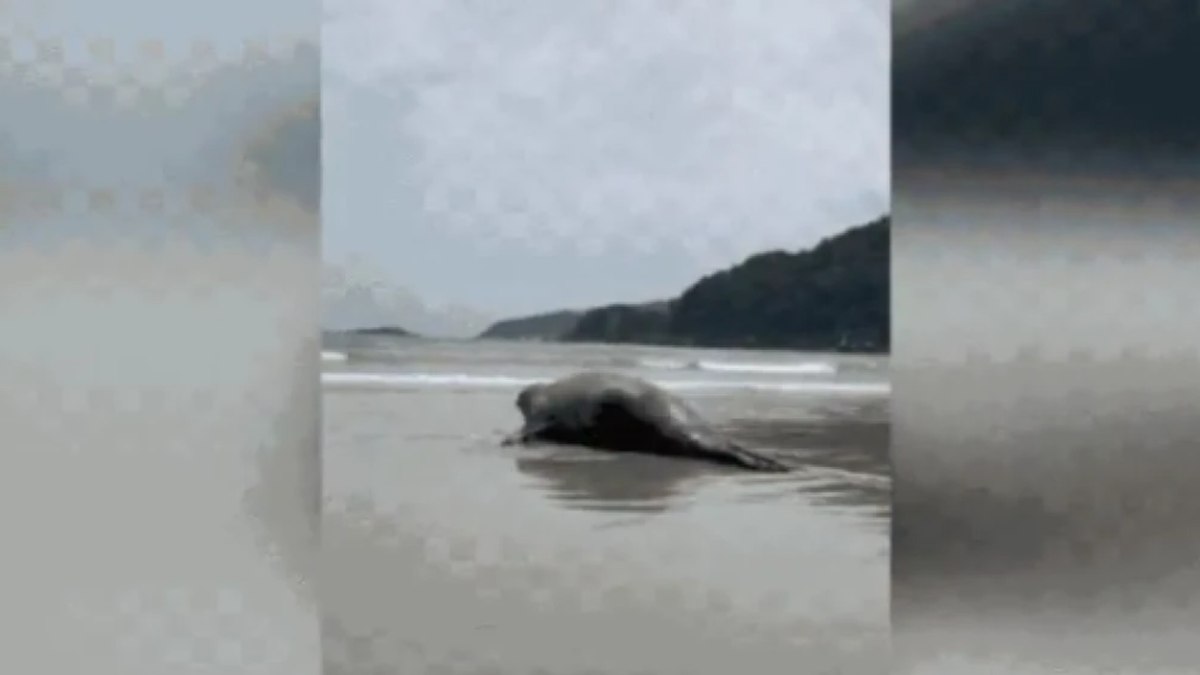 Momento em que o elefante-marinho-do-sul retorna ao mar