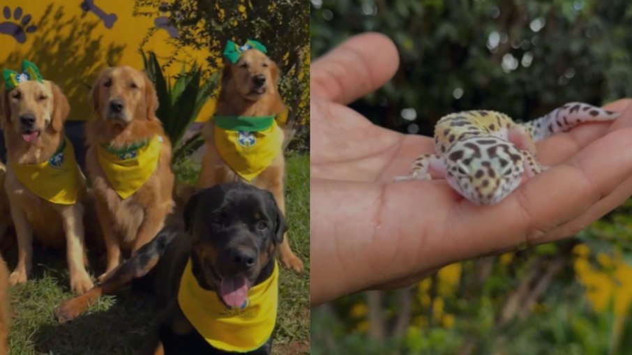Seleção animal criada por influenciadora Seleção animal criada por influenciadora