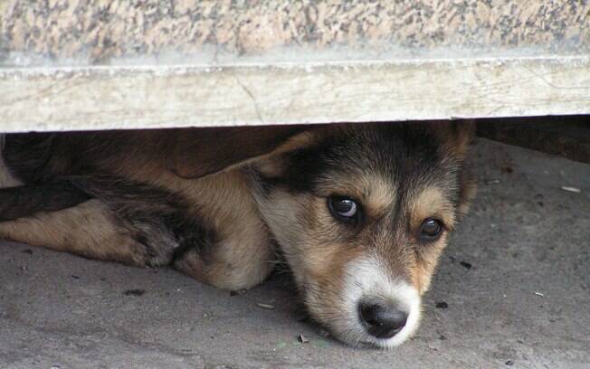 Muitos donos sofrem com um cachorro medroso e ficam sem saber o que fazer