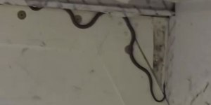 Cobra invade avião e causa pânico a bordo; veja fotos
