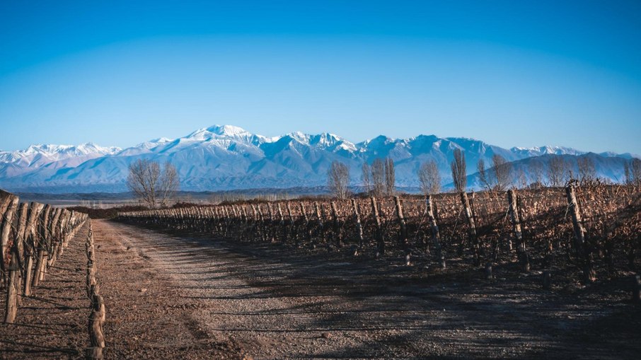Vinhedo em Mendoza - Argentina