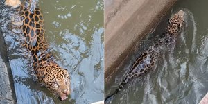Onça-pintada cai em canal de usina hidrelétrica e é resgatada