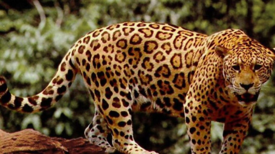Onça-pintada