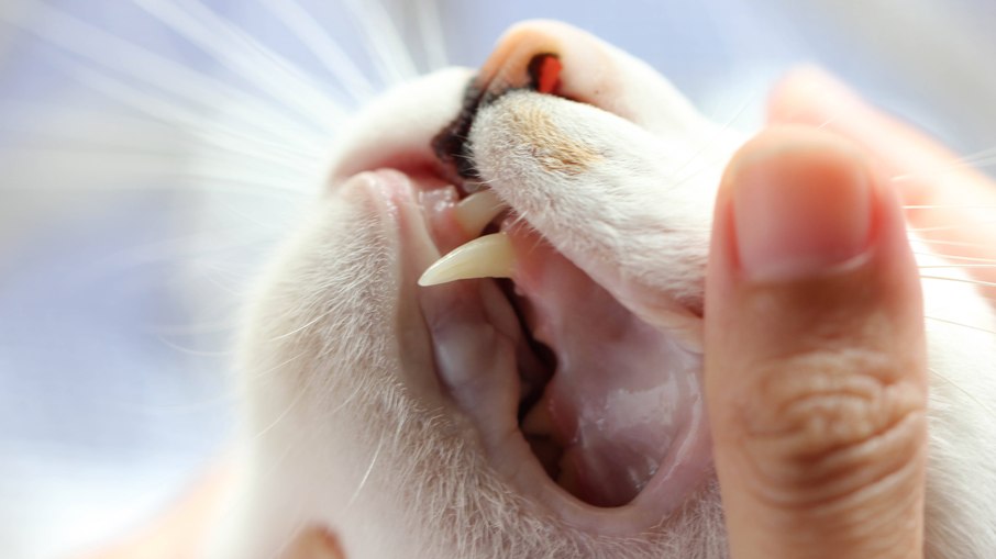 Assim como os humanos, os gatos também nascem sem dentição e vão desenvolvendo-a ao longo dos meses, até nascer os chamados 