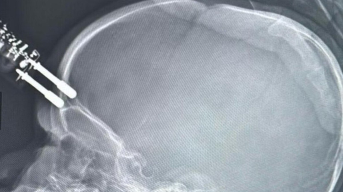 Esposa de Haddad usou jatos da FAB em dezenas de viagens