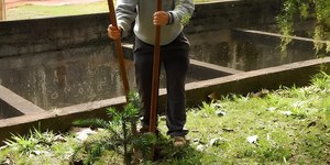 Aposentado planta 41 mil árvores e cria floresta em São Paulo