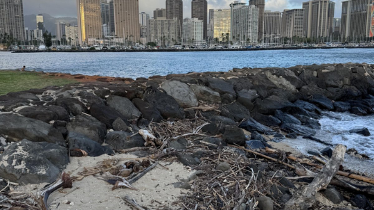 Encontre os 4 gatos dessa foto
