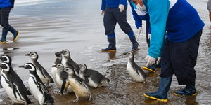 Fezes de pinguins ajudam a esfriar o clima na Antártica
