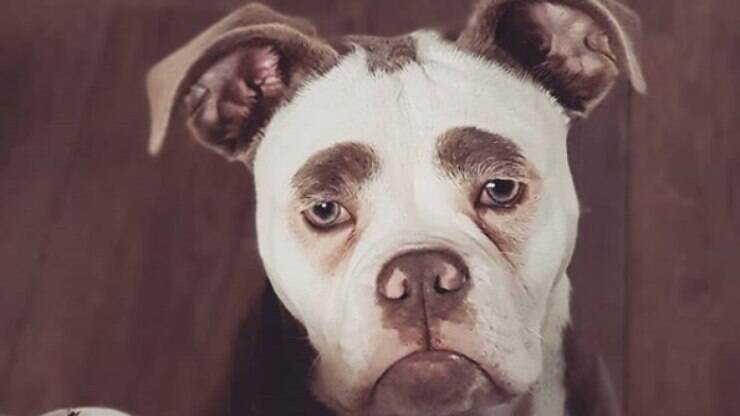 A tristeza dessa bulldog é de partir o coração; conheça Madame Eyebrows