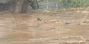 Cachorro enfrenta correnteza e é resgatado em enchente no Chile