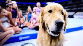 Cachorro teve papel importante para ginástica olímpica dos EUA