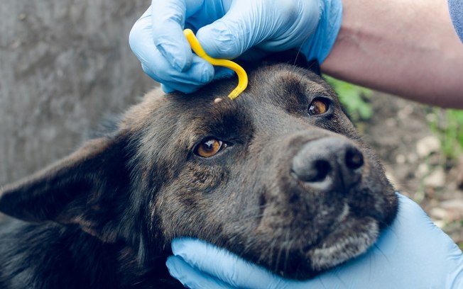 Como tirar carrapato do seu pet sem usar remédio