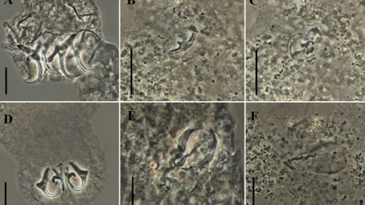 Novas espécies de Parasitos encontrados nos lambaris Novas espécies de Parasitos encontrados nos lambaris