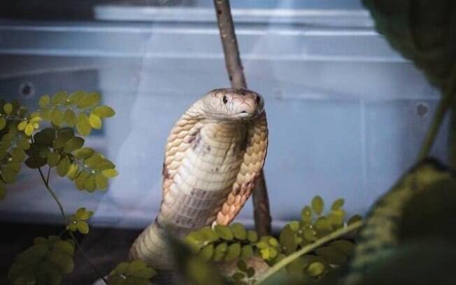 Cobra naja em ensaio fotográfico. Foto: Ivan Mattos/Zoo de Brasília