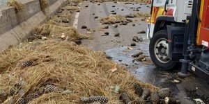 Caminhão bate, derruba abacaxis e interdita faixa na Via Dutra