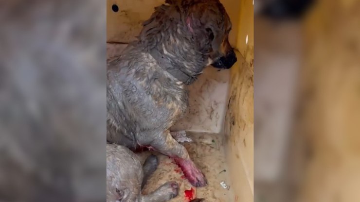 Cão comunitário morre após ser encontrado ferido em SC