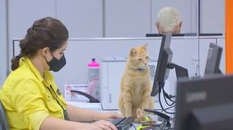 Gato ganha crachá de funcionário em Poupatempo de SP 