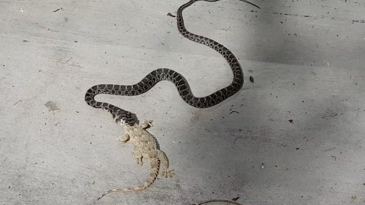 VÍDEO: cobras gigantes avançam e fazem espécie rara desaparecer