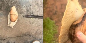 VÍDEO: caracol gigante aparece em casa e assusta moradores