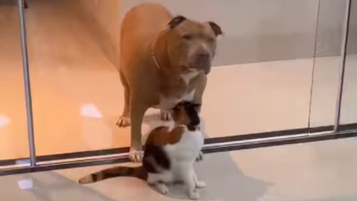 Pitbull e gata Pitbull e gata